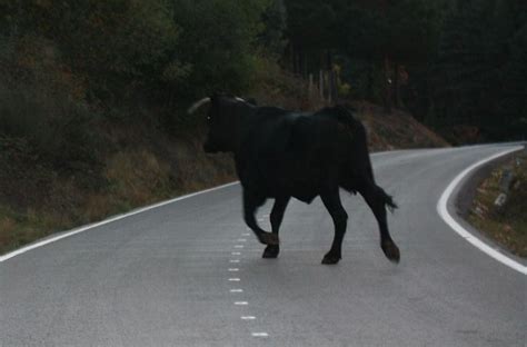 Carambol Cu Taur Pe Dn Cornuta I A M Surat For Ele Cu Un Autobuz I