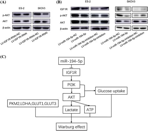 Biocell Free Full Text Mir P Suppresses The Warburg Effect In