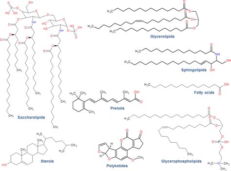 Lipid Diagram Simple Type Shown Shows Saturated Phospholipid