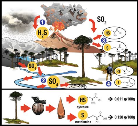 5 Biogeochemical Cycle Of Sulphur S Including The Pewenche Habit Of