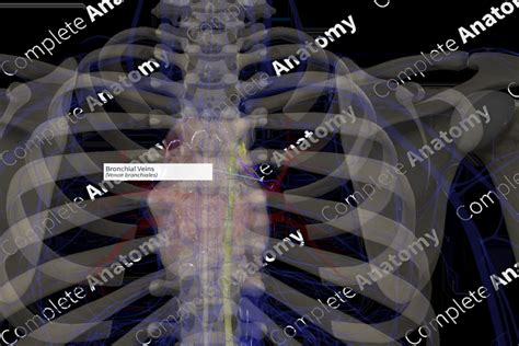 Bronchial Veins (Right) | Complete Anatomy