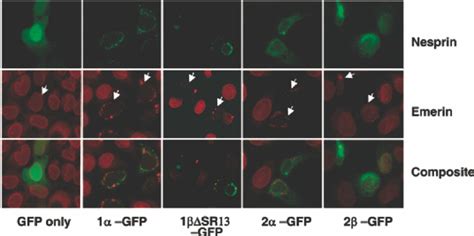 Emerin Is Mislocalized By Exogenous Expression Of Nesprin And