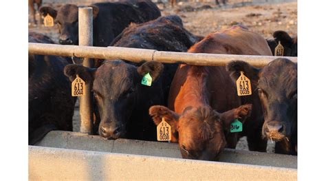 Cattle Chat How To Promote Good Gut Health Morning Ag Clips