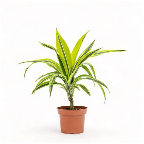 Dracaena Lemon Lime S In Nursery Pot Shopleaf Plant Studio