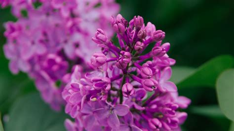 Wallpaper Lilac Flowers Inflorescence Plant Flowering Purple Hd