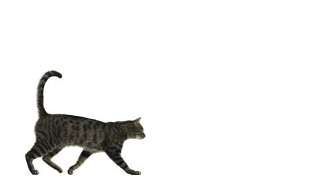 Slow Motion Of A Cat Walking Stock Footage Video 4094146 | Shutterstock