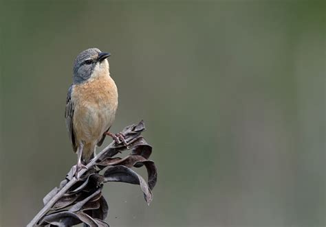 Foto Tico Tico Do Banhado Donacospiza Albifrons Por Solon Souza