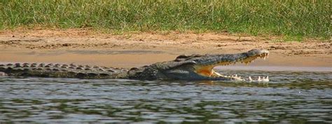 Babiya The Vegetarian Crocodile Guardian Of Ananthapura Temple