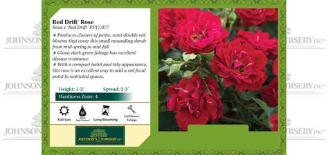 Red Drift® Rose | Johnson's Nursery | KB