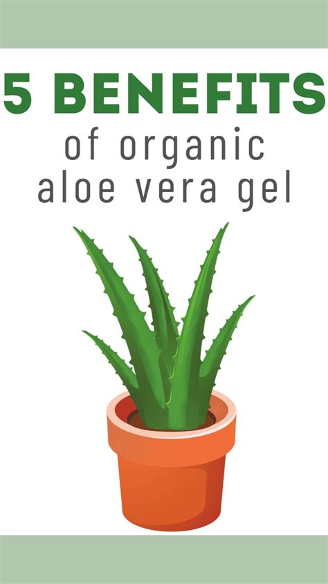 5 Benefits Of Organic Aloe Vera Artofit