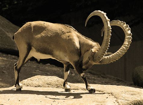 Alpine Ibex | The Biggest Animals Kingdom