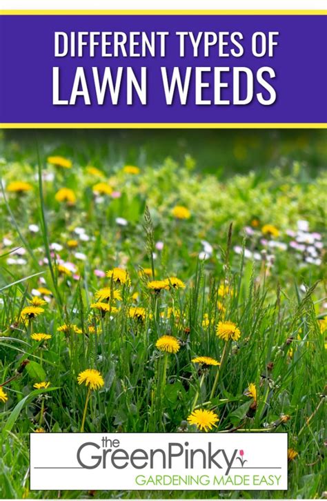 What Are Common Types Of Lawn Weeds Learn How To Get Rid Of Them