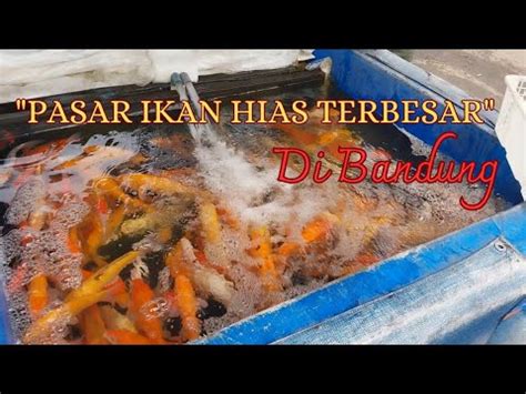 Pasar Ikan Hias Terbesar Di Bandung WK33 TV YouTube