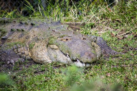 Central Florida Zoo & Botanical Gardens American Crocodile Attraction