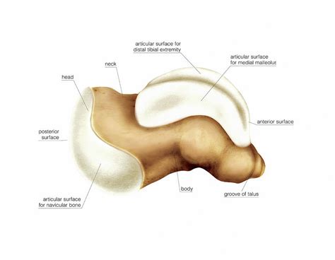 Talus Bone Labeled