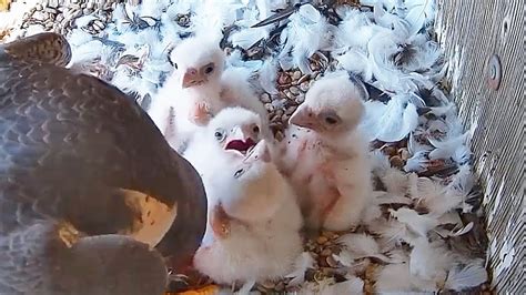 1Falcon Nest Halcón peregrino Nido en DIRECTO Museo de América