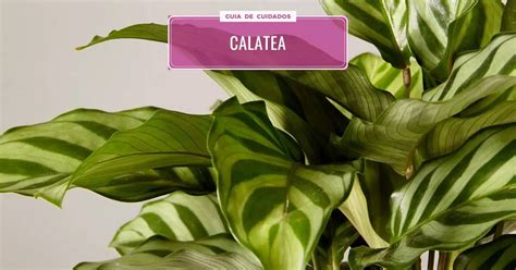 Calatea CUIDADOS Cultivo Y Multiplicación Del Calathea