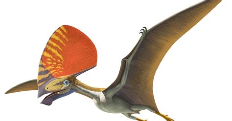 Pterosaurs Flight In The Age Of Dinosaurs Exhibition | AMNH