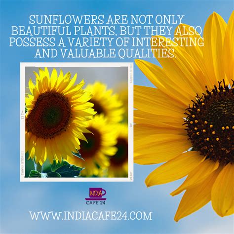 Sunflower: Uncovering the Unknown Facts - Indiacafe24.com