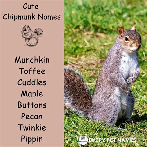 300+ Good and Funny Chipmunk Names - Every Pet Names