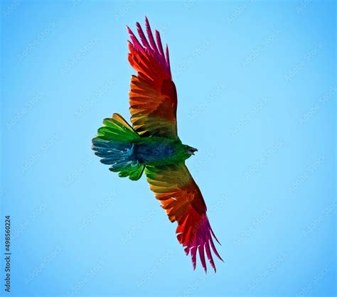 raven flying against the sun and blue sky Stock Photo | Adobe Stock