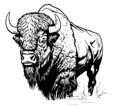 Bison buffalo from a splash watercolor Royalty Free Vector