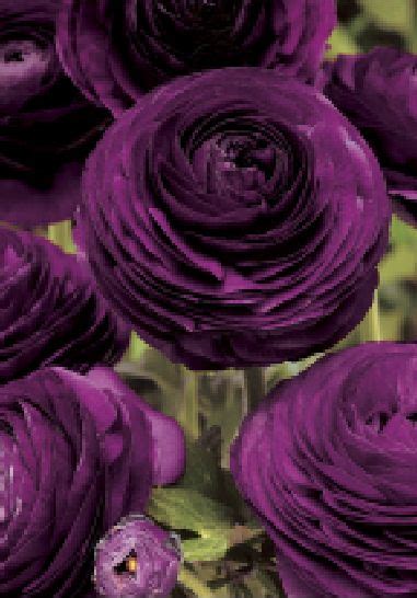 Purple Persian Buttercups Flower Power Pinterest