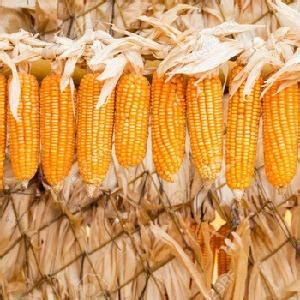 Non Gmo White And Yellow Corn Maize Grade South Africa Price Supplier