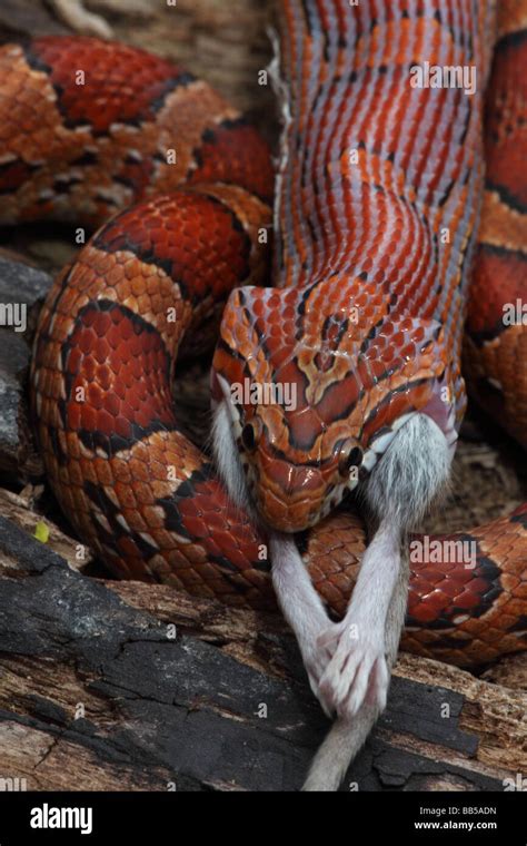 Corn Snake Pantherophis Guttatus Captive Swallowing A Mouse