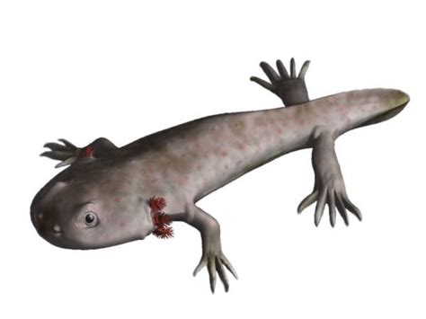 Pictures and Profiles of Prehistoric Amphibians