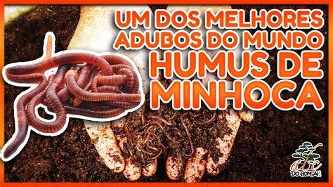 Melhores Especies De Minhoca Para Adubacao - UM DOS MELHORES ADUBOS DO MUNDO - HUMUS DE MINHOCA 💩🪱 - DICA DA SEMANA ...