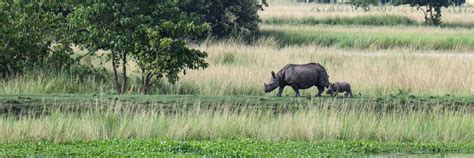 The Best Kaziranga National Park Hotels – Where To Stay in and around ...