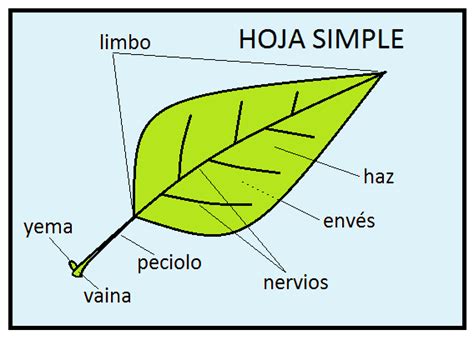 Á R B O L E S (T R E E S): Hojas simples y hojas compuestas