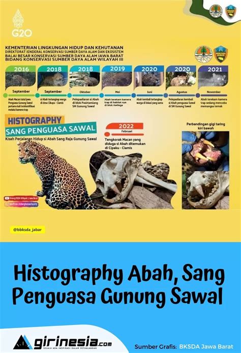 Histography Si Abah Macan Tutul Jawa Penguasa Gunung Sawal Girinesia