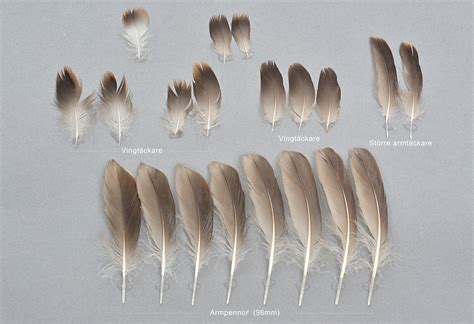 Alfågel (Clangula hyemalis) – Fjäderguiden