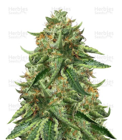 Black Ghost OG Feminized Seeds for Sale - Herbies Seeds