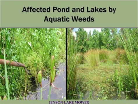 The best aquatic weed control methods