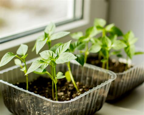 Growing Plants From Seeds | Parker County Master Gardener Association