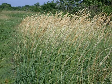 Reed Canarygrass