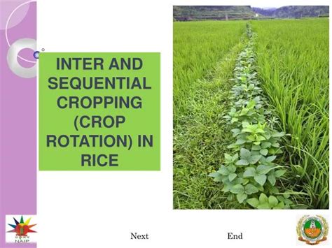 Ppt Inter And Sequential Cropping Crop Rotation In Rice Powerpoint Presentation Id5100431