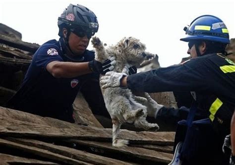 23 Heartwarming Photos Of Firefighters Rescuing Animals