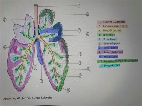 Tierbiologie Hs Karteikarten Quizlet