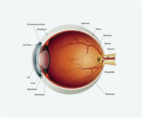 Anatomie des Auges Düsseldorf MVZ Lumedico