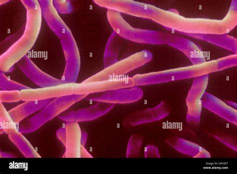 Anthrax Bacterium Sem Stock Photo Alamy