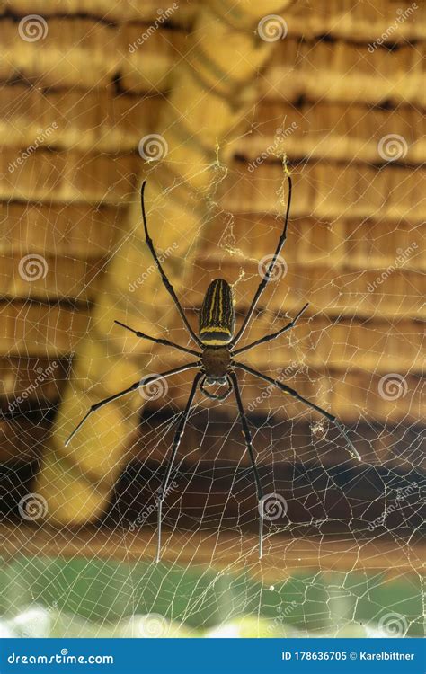 Draufsicht Der Nephila Pilipes Oder Goldener Orbweb Spinne Riesige