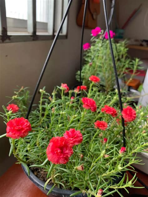 Flori De Piatră Portulaca Plantare și îngrijire Cum Să Le Cultivi