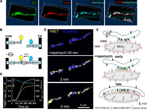 Imaging Interorganelle Contacts and Local Calcium Dynamics at the ER ... 