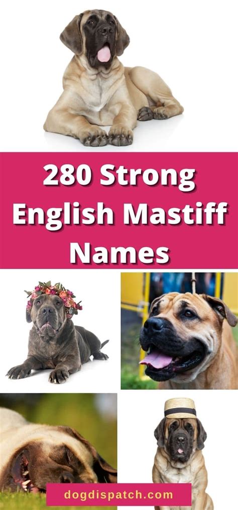 280 Best English Mastiff Names (Updated 2022) - Dog Dispatch