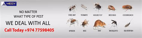 Pest Control Company In Qatar Cockroach Bedbug Control In Doha