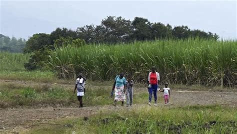 Gobierno De Colombia Entregar Hect Reas De Tierra A Campesinos